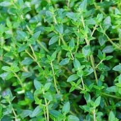 cimbru thyme thym timo tomillo Thymian gokid legume ordonate alfabetic