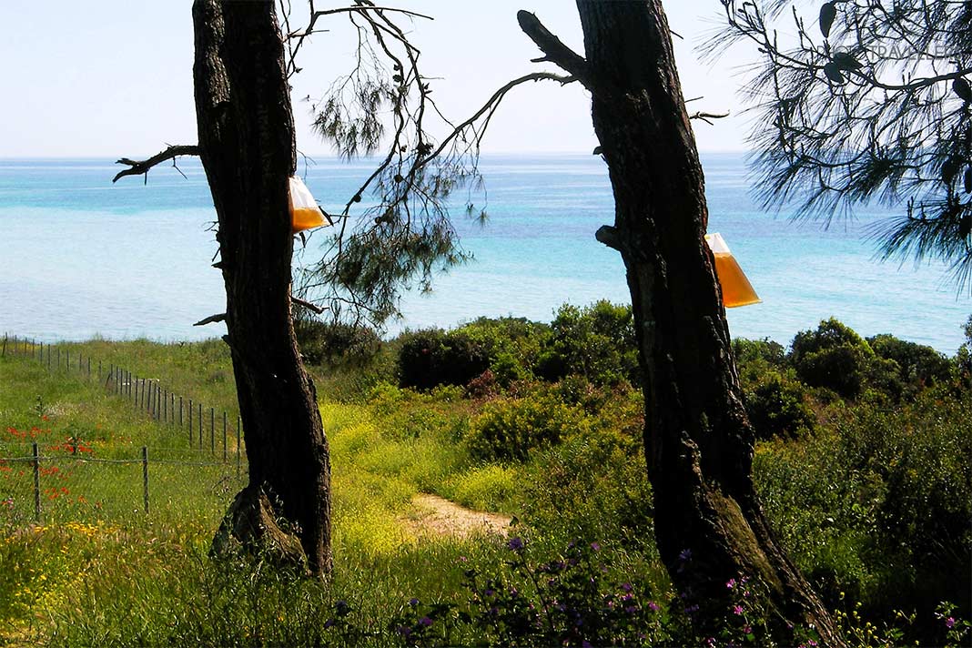 An zwei Kiefern hängen Beutel mit Harz, dahinter das Meer