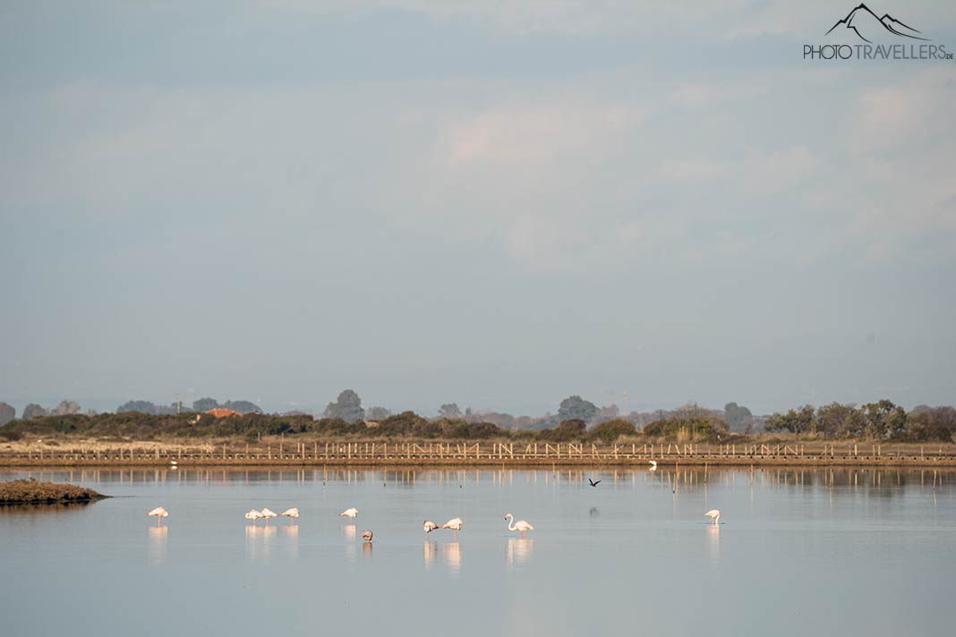 Flamingos im Wasser auf Lefkada