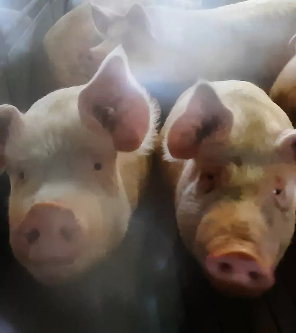 Zwei Schweine in einem Stall