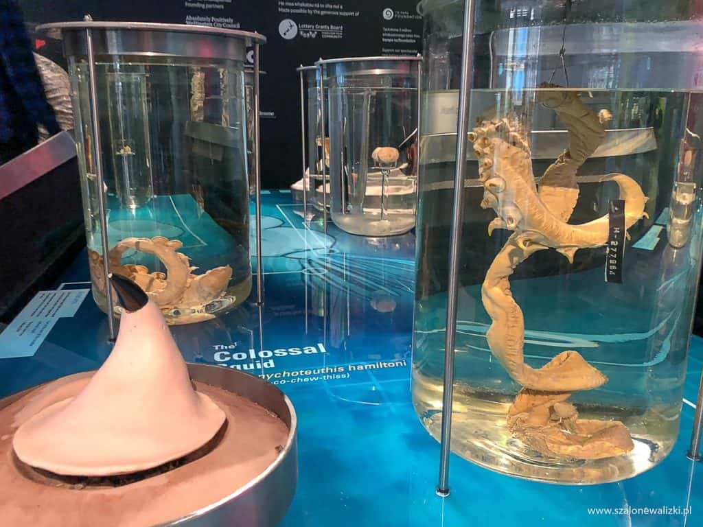 wellington w nowej zelandii