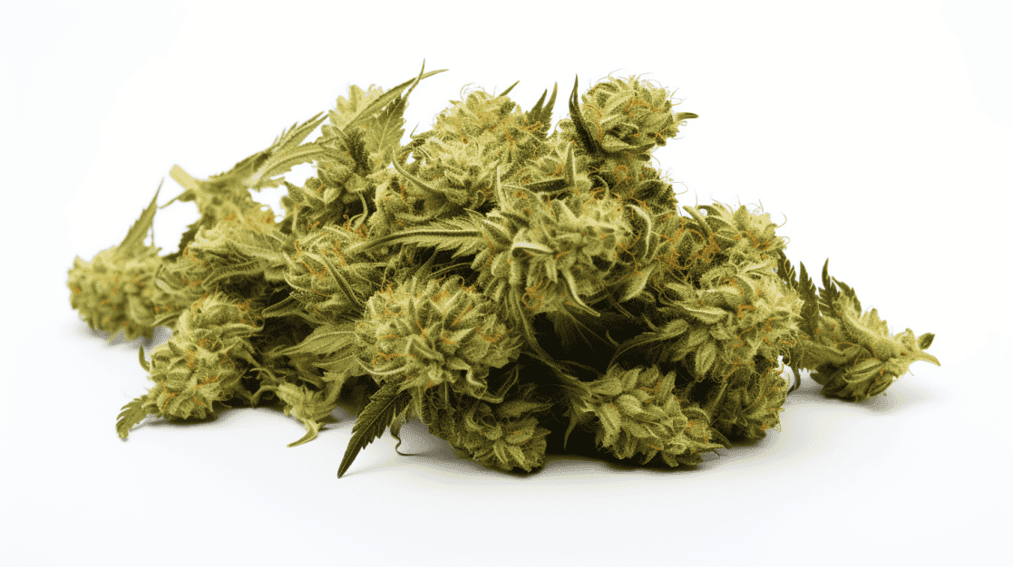 31 Flavors Strain 31 Flavors Strain on a white background