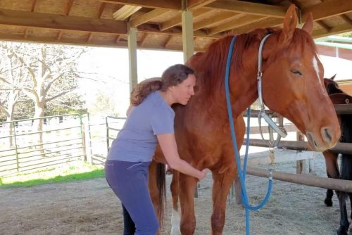 HT 1 horse Megan McKay cropped HT 1 horse Megan McKay cropped