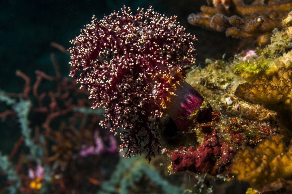 nurkowanie na filipinach