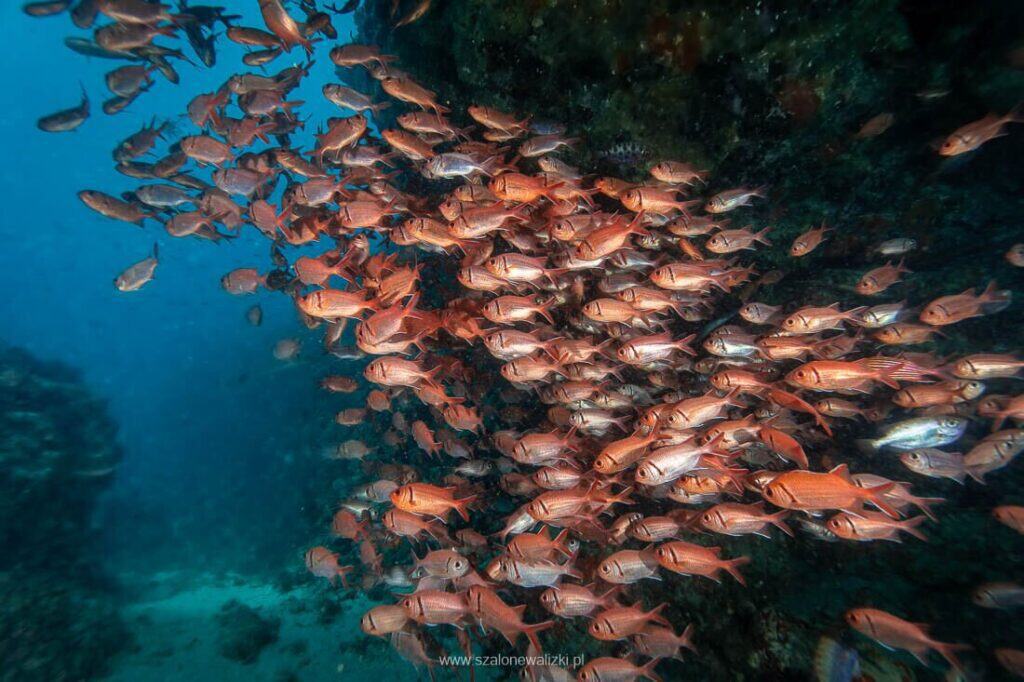 nurkowanie cabo verde