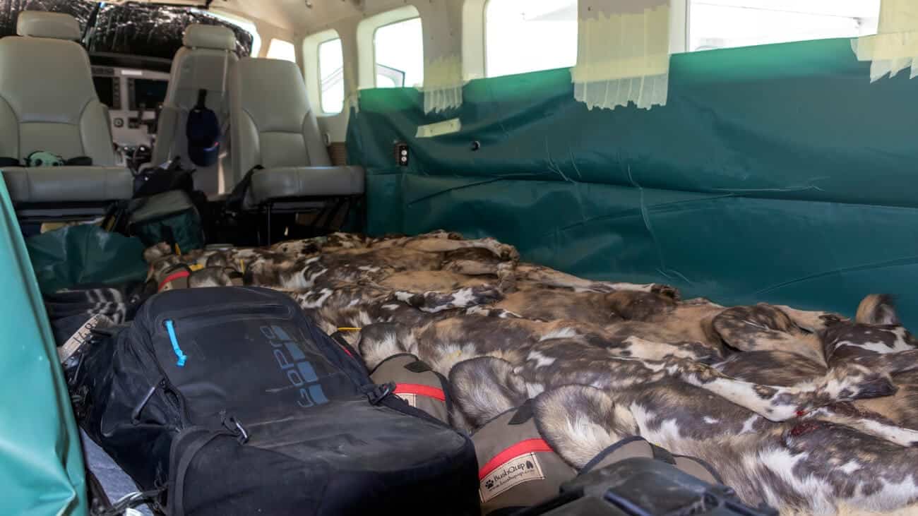 Painted wild dogs loaded onto a plan before flying to Mozambique