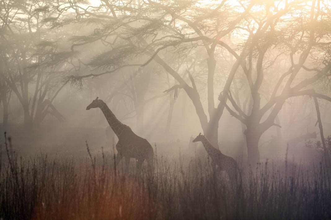 Mystische Stimmung im Solio Schutzgebiet mit Giraffen