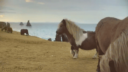 poney-swag