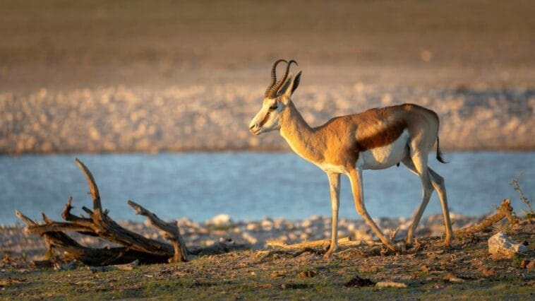 springboks-in-the-kalahari-drinking-water Springboks in the Kalahari walking to water