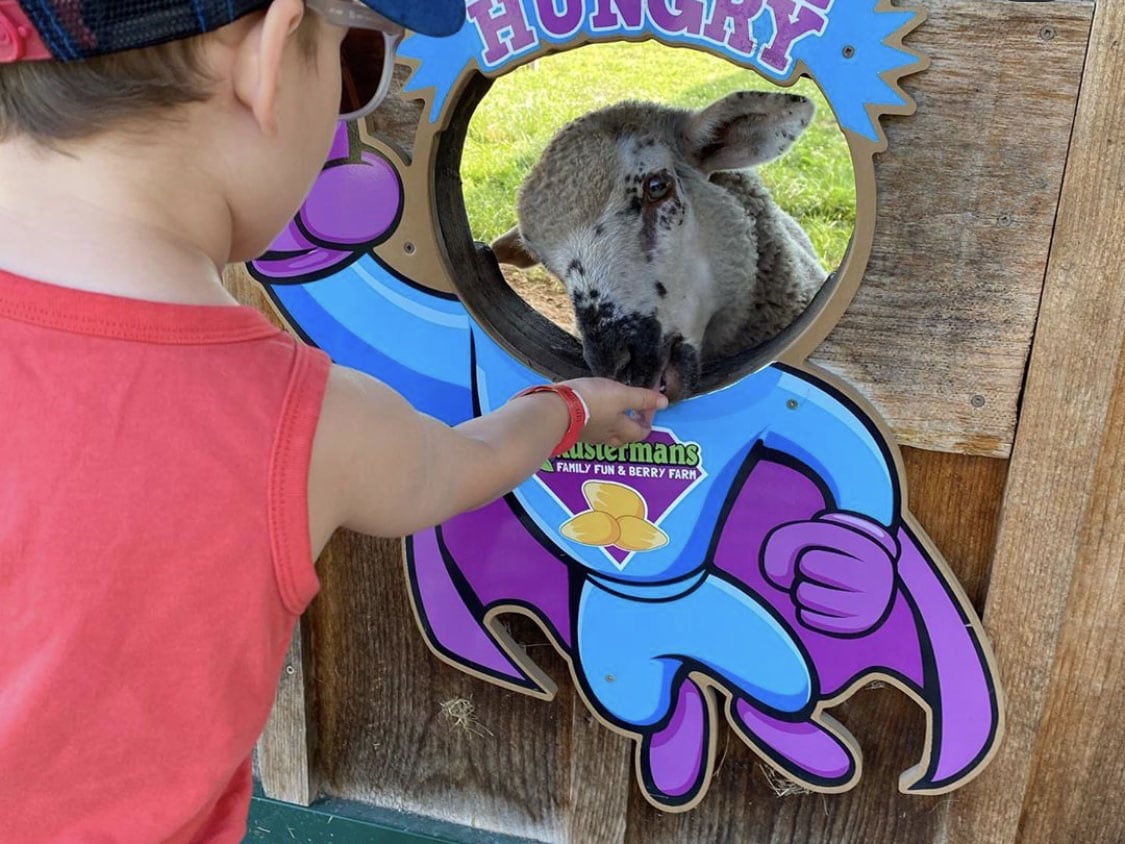 Animal feeding