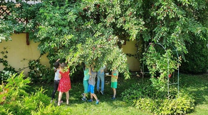 ForEvEr Afterschool Summer school cules de fructe