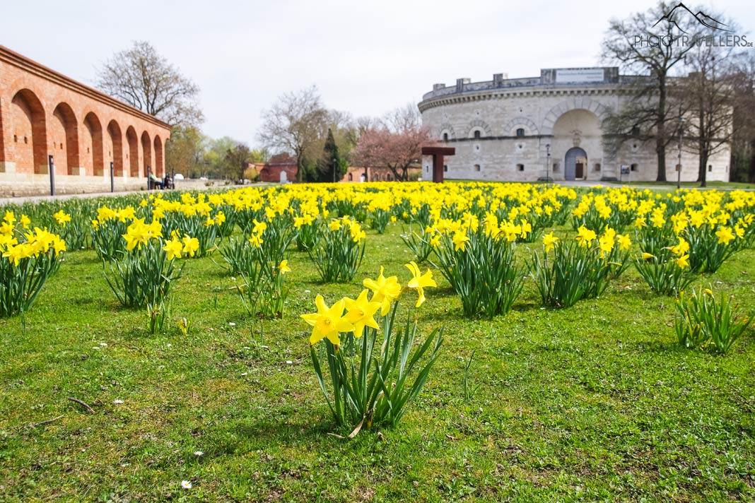 Narzissen im Frühling im Klenzepark