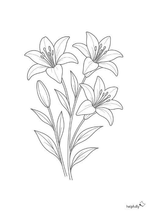 Lilien als Ausmabild ausdrucken