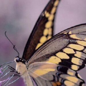 Guidelines for promoting insects at landscape level