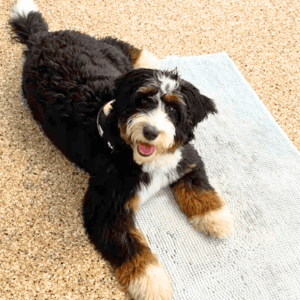 Puppy class student laying on his mat for life skills 101 test day