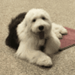 Puppy kindergarten class eden prairie – go anywhere dog®, eden prairie, mn, puppy training