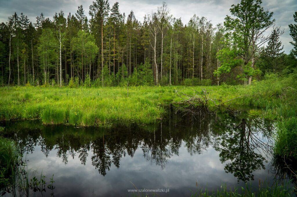 dzikie mazury