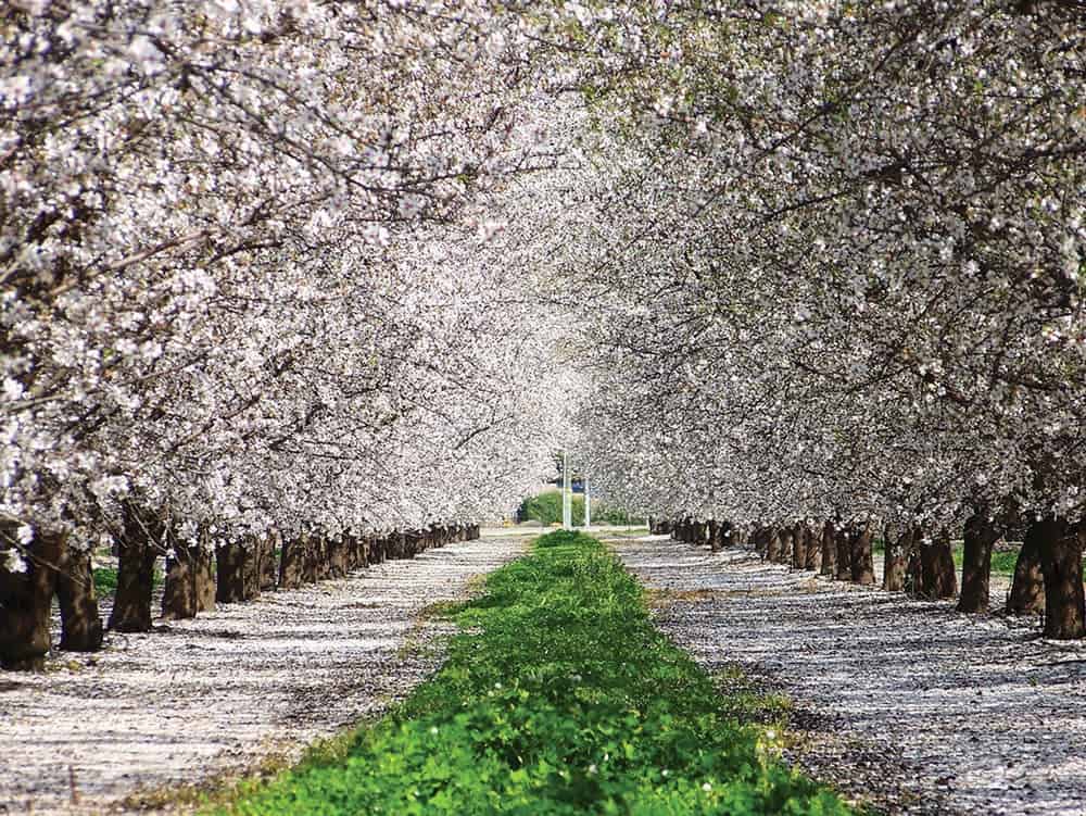 WNH Almond Blossom festival