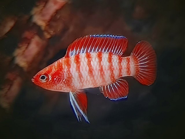 Scharlachroter Zwergblaubarsch Dario dario Rarität