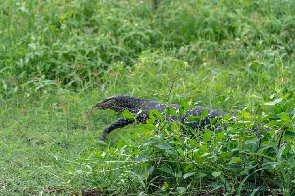 polskie noclegi na sri lance