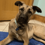 Dog training class review mpls mn – go anywhere dog®, minneapolis & twin cities, mn, dog training