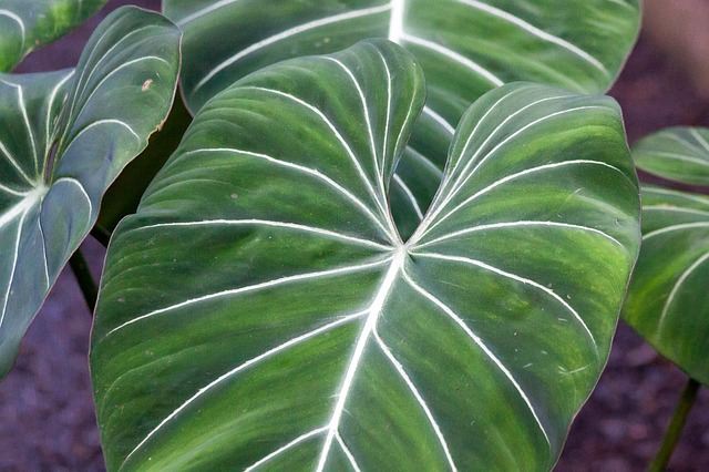 Heart Leaf Philodendron