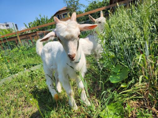 animale Nature Parties Locuri de Petreceri in Aer Liber pentru Copii Bucuresti