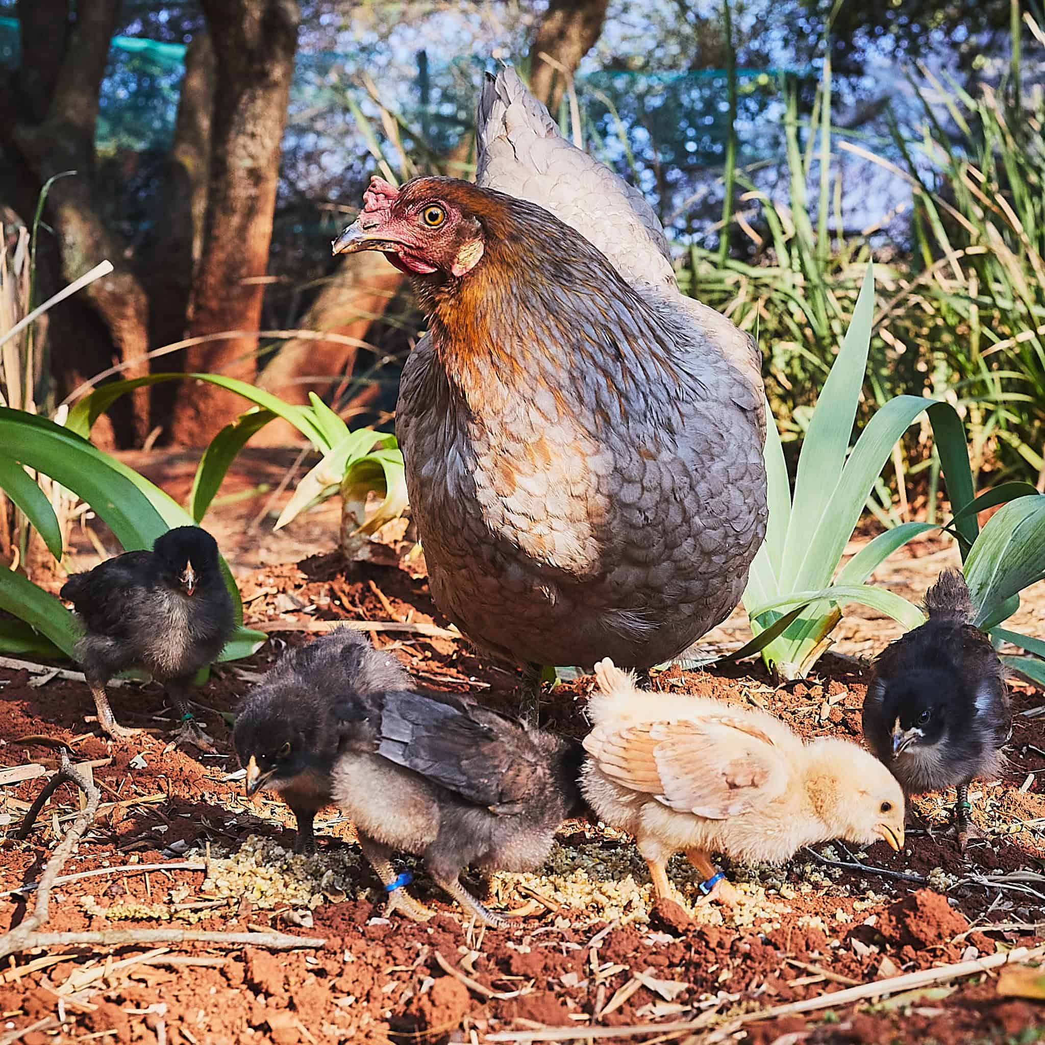 baby chicks spring 2025