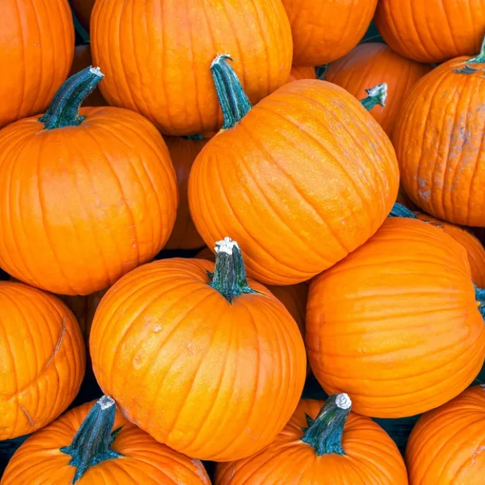 pumpkin picking pumpkin picking