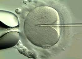 In Vitro