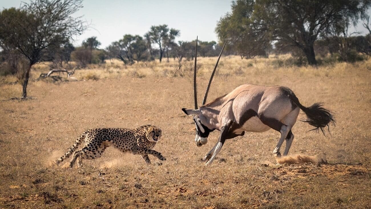 cheetah-gemsbuck Cheetah vs Oryx standoff