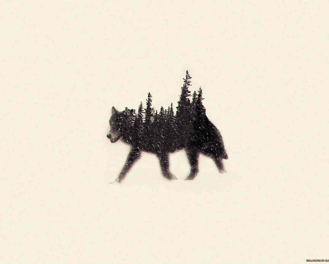 wolf
