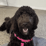 Dog Training Outdoors Minneapolis – Go Anywhere Dog®, Minneapolis, MN, Dog Training