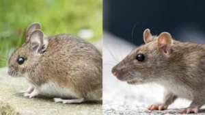 différencier rat et souris