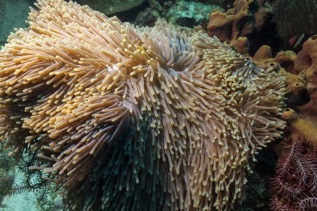 nurkowanie na filipinach