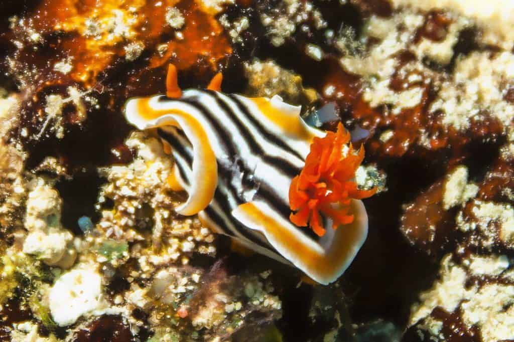 hiszpańska tancerka