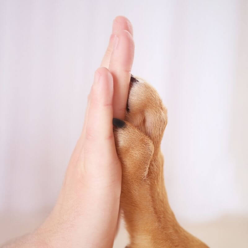 Einzeltraining Verhaltensberatung Erstgespräch