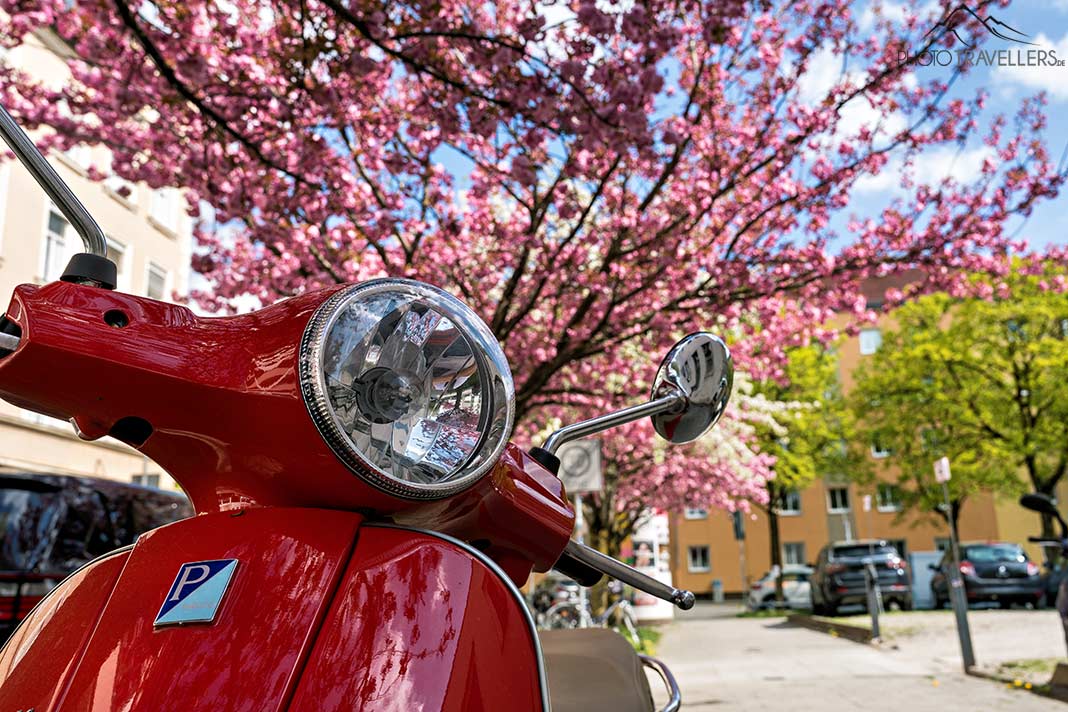 Eine rote Vespa vor einem rosa blühenden Kirschbaum in der Konradinstraße, München