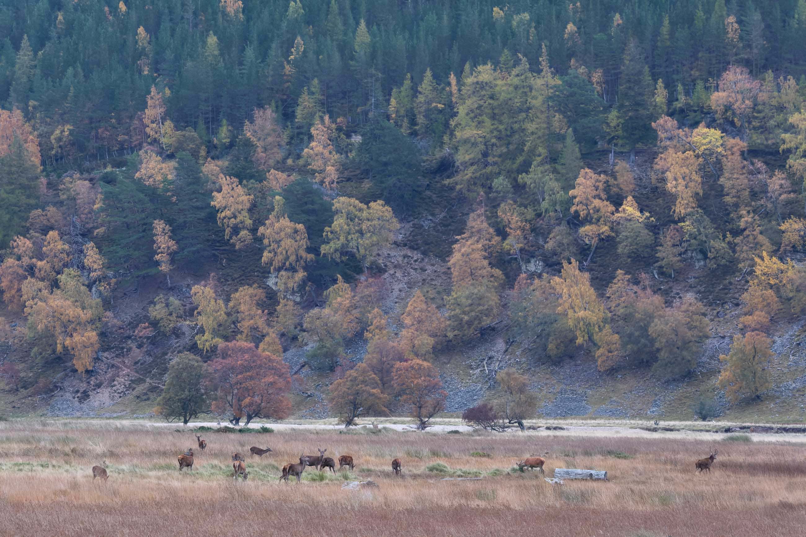 Braemar Valley morgens