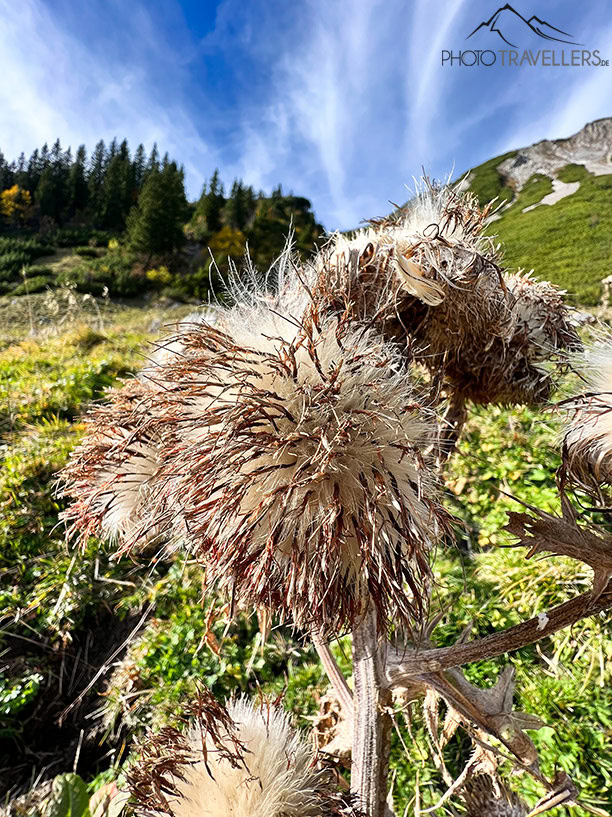 Testbild einer Blume im Makromodus mit dem iPhone 13 Pro
