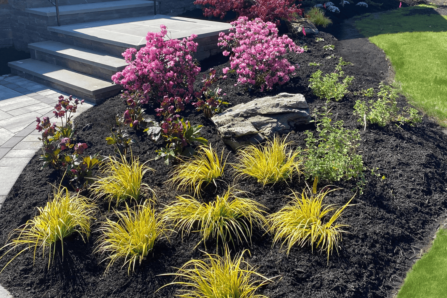 A landscaped garden bed showcases landscape design with pink flowering bushes, ornamental grasses, a large rock, and dark mulch beside stone steps and a lush green lawn.
