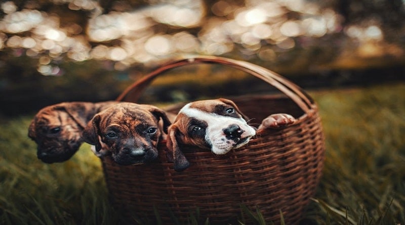 Choose The Right Dog Breed Puppies in a Basket