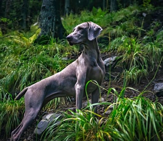 The Best Dogs for Distance Runners