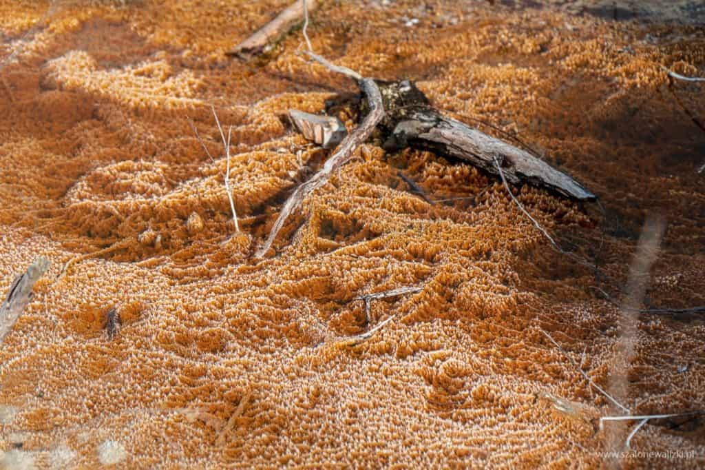 geotermalna stolica Nowej Zelandii