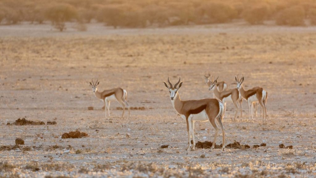 springbok-herd A herd of springboks in the Kalahari