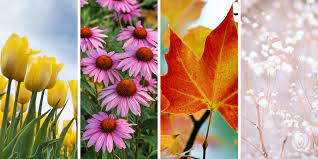 flower for flower for