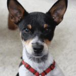 Puppy training in Minneapolis