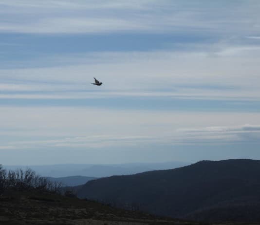 Top Five Current Players in the NBA