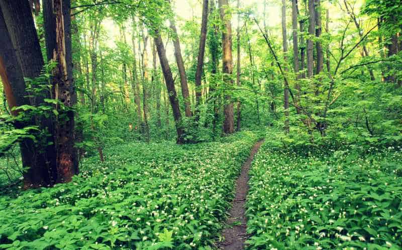 Păduri Bucureşti Padurea Baneasa Păduri Bucureşti Padurea Baneasa