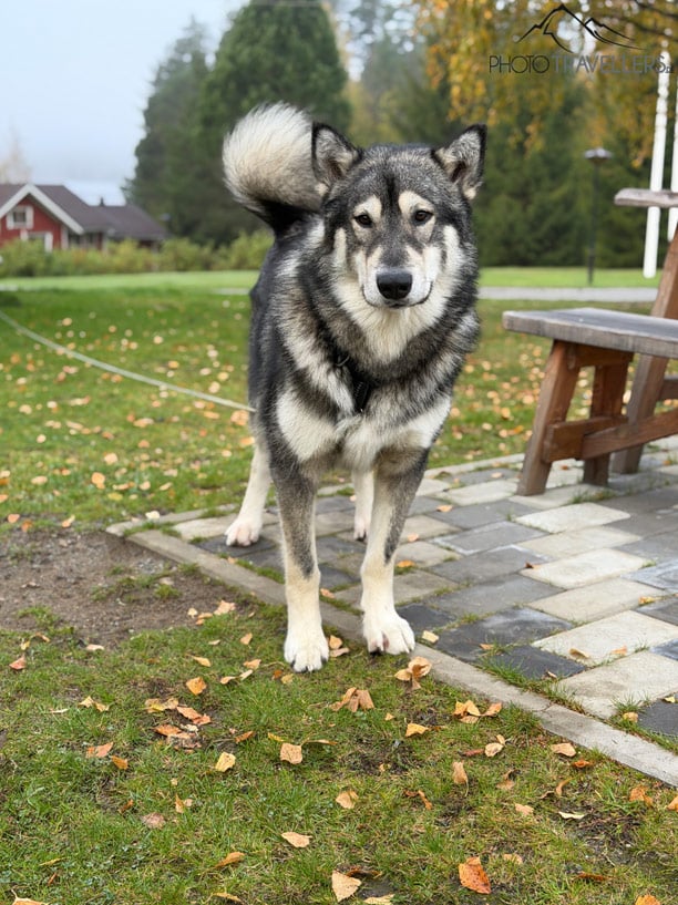 Ein Hund, fotografiert mit der Porträt-Funktion vom iPhone 17 Pro